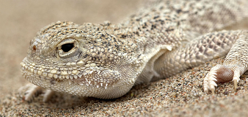 click for enlarge 1200 X 569 163.1 Kb picture