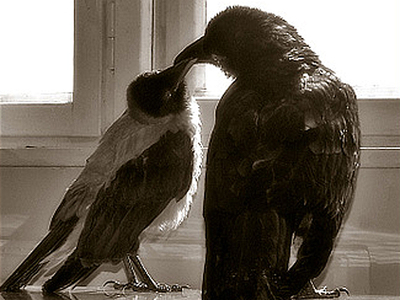 click for enlarge 640 X 480 166,6 Kb picture