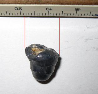 click for enlarge 717 X 686 41,6 Kb picture