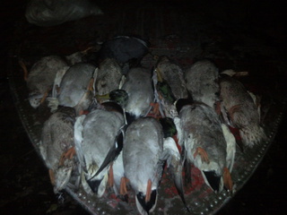 click for enlarge 1920 X 1440 605.4 Kb picture