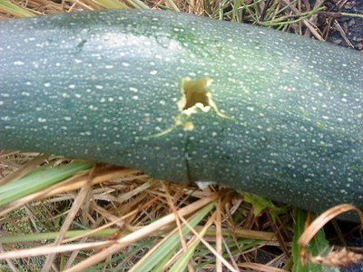 �������, ��� �� ��������� �������� �� 640 X 480 107.9 Kb