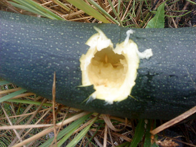 �������, ��� �� ��������� �������� �� 640 X 480 93.9 Kb