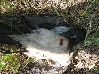 click for enlarge 1920 X 1440 466,2 Kb picture