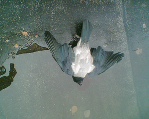 click for enlarge 800 X 640 107,5 Kb picture