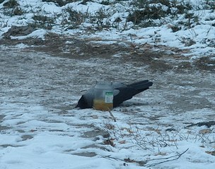 click for enlarge 1920 X 1513 630,1 Kb picture