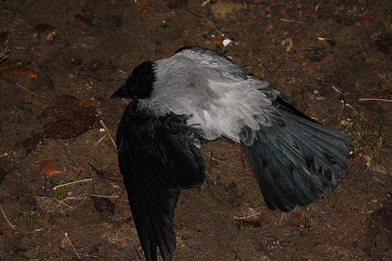 click for enlarge 1200 X 800 129,2 Kb picture