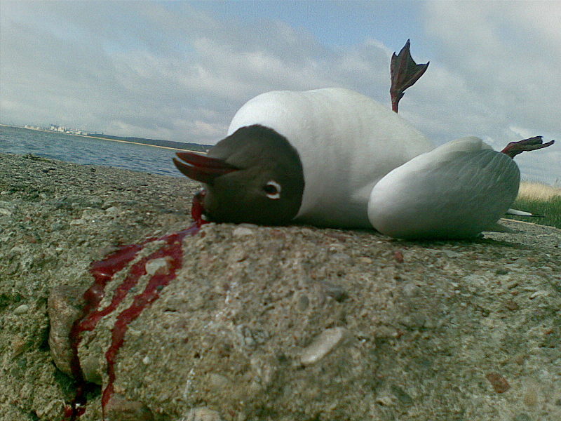 click for enlarge 1600 X 1200 308,3 Kb picture