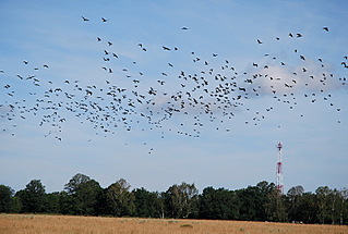 click for enlarge 800 X 539 154.3 Kb picture