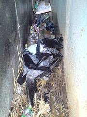 click for enlarge 1224 X 1632 511,2 Kb picture