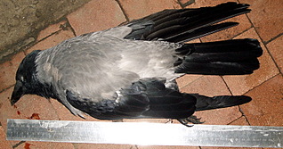 click for enlarge 800 X 419 174,4 Kb picture