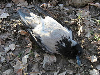 click for enlarge 1600 X 1200 343,9 Kb picture