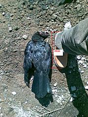 click for enlarge 800 X 1067 216,3 Kb picture