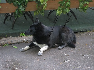 click for enlarge 584 X 438 111,7 Kb picture