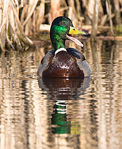 click for enlarge 492 X 600 106,1 Kb picture