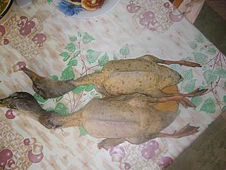 click for enlarge 1280 X 960 177,3 Kb picture