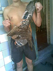 click for enlarge 1200 X 1600 266,6 Kb picture