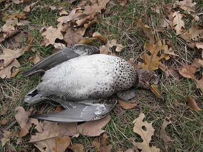 click for enlarge 800 X 600 334,6 Kb picture
