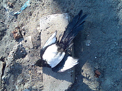 click for enlarge 1600 X 1200 950,4 Kb picture