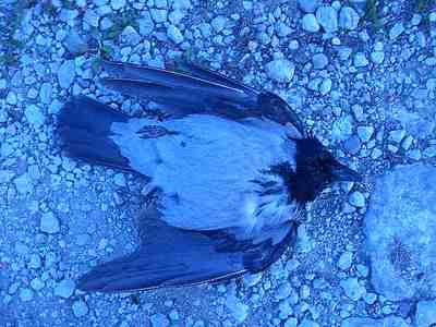 click for enlarge 640 X 480  83.2 Kb picture