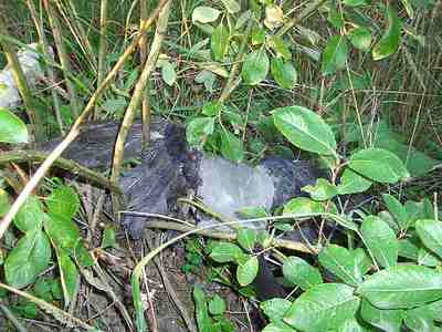 click for enlarge 640 X 480  84.9 Kb picture