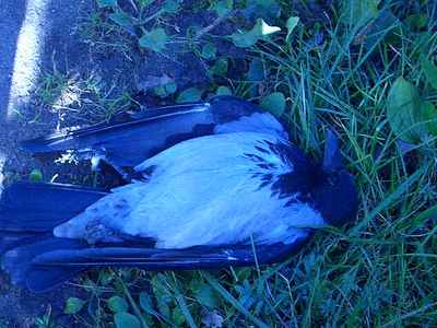 click for enlarge 640 X 480  86.8 Kb picture