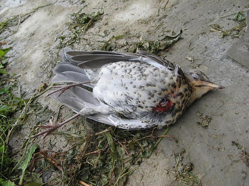 click for enlarge 1920 X 1440 433,8 Kb picture