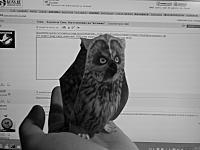 click for enlarge 1600 X 1200 130,4 Kb picture