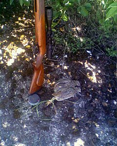 click for enlarge 1024 X 1280 114,6 Kb picture