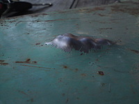 click for enlarge 1920 X 1440 764,0 Kb picture