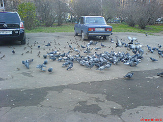 click for enlarge 800 X 600 102,6 Kb picture