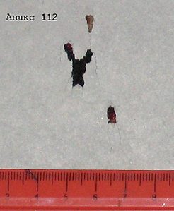 click for enlarge 516 X 628 31,6 Kb picture
