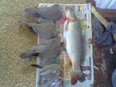 click for enlarge 640 X 480 54,2 Kb picture