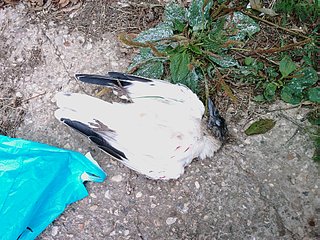 click for enlarge 1920 X 1440 699,0 Kb picture