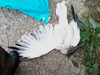 click for enlarge 1920 X 1440 632,3 Kb picture