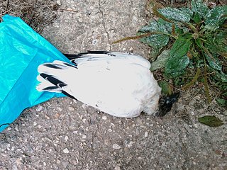 click for enlarge 1920 X 1440 715,7 Kb picture